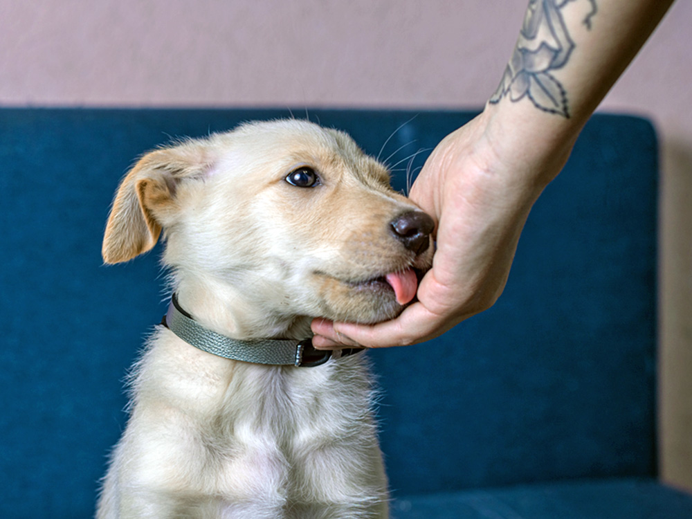 Health Signals Behind Excess Licking